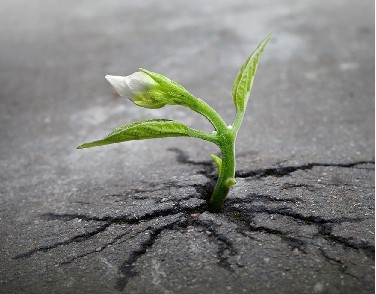 Renaître après un burnout